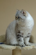 BRITISH SHORTHAIR 007